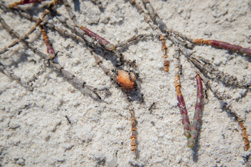 Ants on sand collecting food