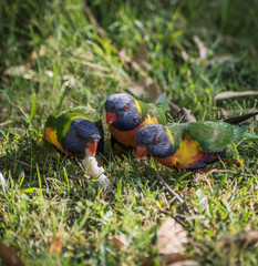 Three rainbor lorikeet eating bread