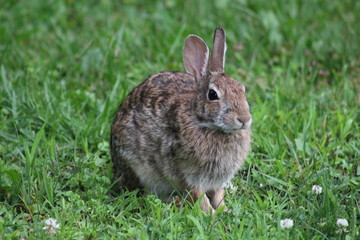 lapin