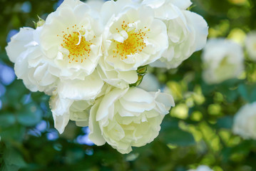 white tuber roses