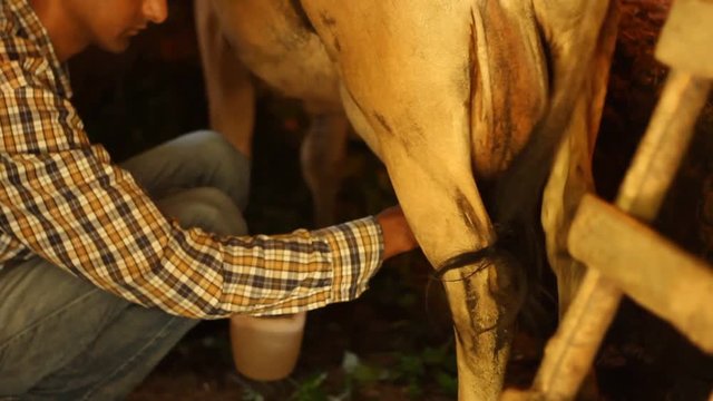 Young Indian man washes cows teets to prepare for milking cow, in Himachal Pradesh, northern India