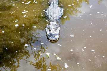 American Alligator in Florida Wetland. Everglades National Park in USA.