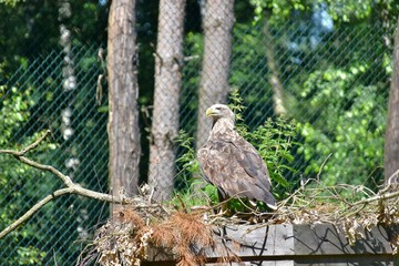 Seeadler