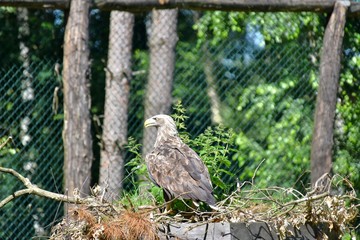 Seeadler