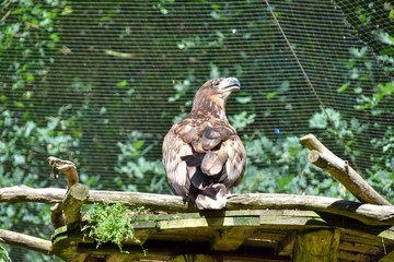 Seeadler