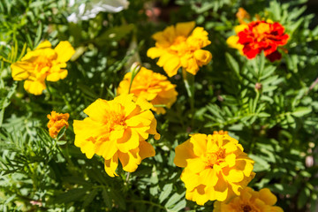 Flowers marigold on the bed
