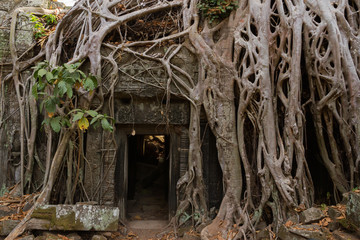Ruins of Ta Prohm, Angkor Wat, Cambodia