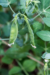 Green peas pods