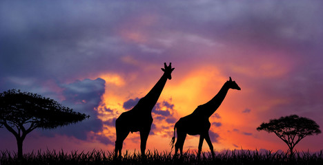 Sunset in the African Savannah. Silhouettes of two giraffes against a sunset.