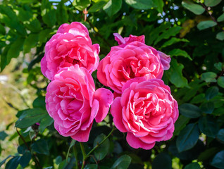 Pink roses in the garden