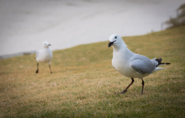 Seagull looking quizical