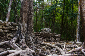 Coba tree