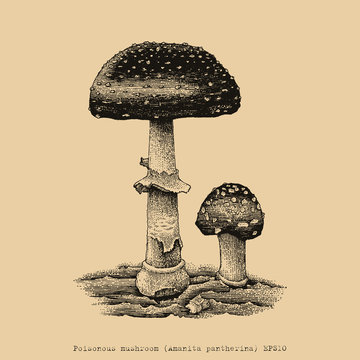 Poisonous mushroom hand drawing engraving illustration
