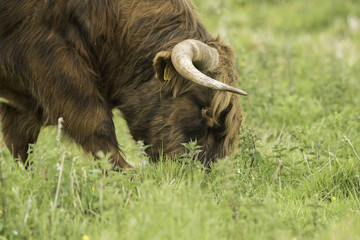 Fototapeta premium Longhorn Highland Cow Grazing in summer meadow with mixed grasses and herbs 