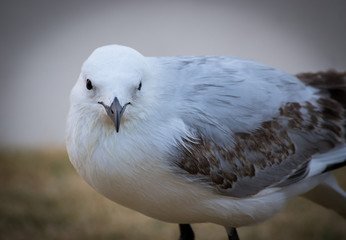 Seagull looking at camera