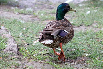 The mallard duck