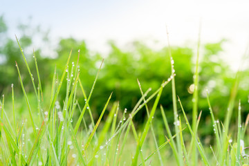 beautiful nature, good morning dew grass feeling fresh, background for natural style of life