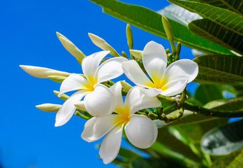 White Plumeria and blue sky background