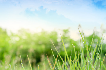 Fototapeta premium beautiful nature, good morning dew grass feeling fresh, background for natural style of life