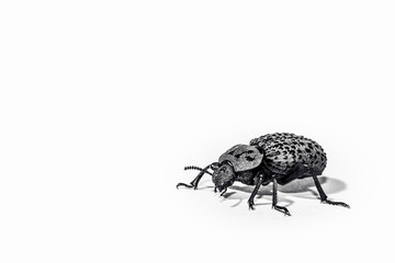 Insect on white