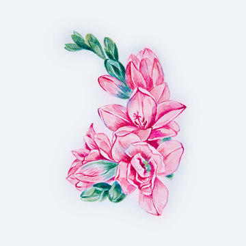 11 最適な Freesia Tattoo 画像 ストック写真 ベクター Adobe Stock