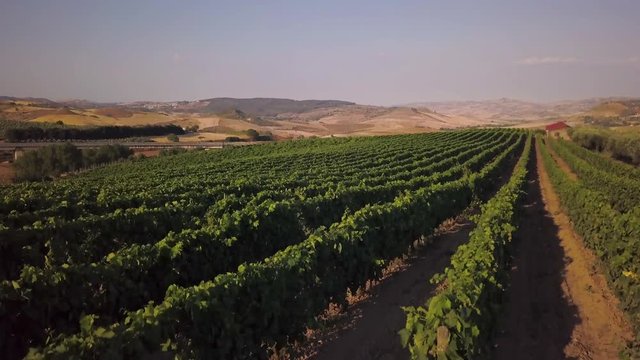 rising over vines in a Sicilian vineyard