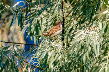 animal sparrow sits on the branches of a wild olive tree