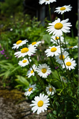 Fototapeta premium Bright white daisy flowers blooming with yellow pollen on street side among weeds on sunshine day