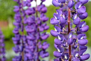 lupine flowers purple close-up