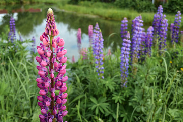 Purple and pink lupin bunch