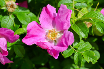 Flowers of dog-rose (rosehip) growing in nature