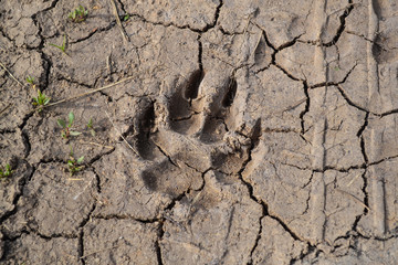 Dogs track on mud - close up