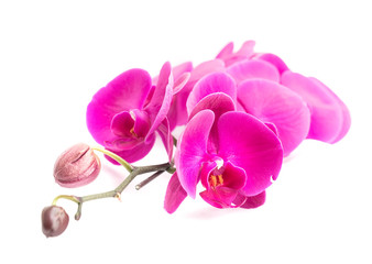 Fototapeta na wymiar Close up of pink orchid