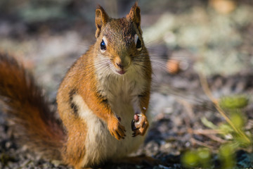 
Fiesty American Red Squirrel (Tamiasciurus hudsonicus) standing up with hands at side