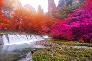 Waterfall in Golden whip stream at Zhangjiajie National Forest Park, Hunan, China