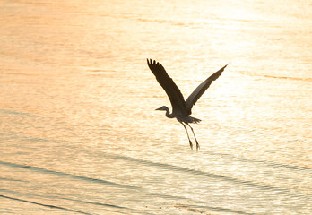 Portrait of natural grey heron