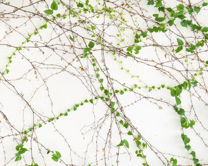 ivy leaves isolated on a white background