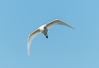 Black-faced Spoonbill in waterland