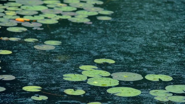 雨と睡蓮の葉