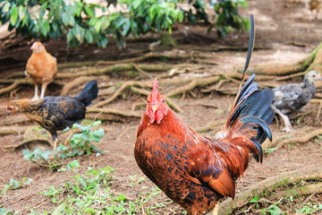 Free Range Chicken