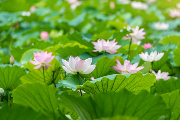 Lotus flower and Lotus flower plants