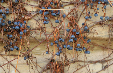 Dried climbing vines with berries against old wall