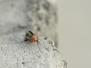 Furless caterpillar climbing over a rock 