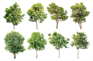 Isolated trees on white background, The collection of trees.
