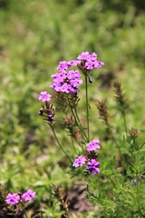 ピンク色のタピアン/バーベナの花(宮城県)