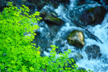 京都清滝の青もみじ