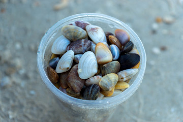 Small seashells in the glass.
