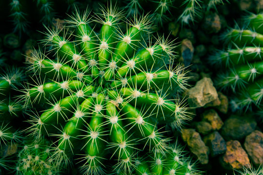 Cluster of cactus on the ground, top view