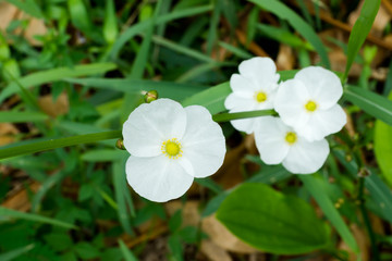 Obraz na płótnie Canvas White flower of Echinodosus cordifolius.