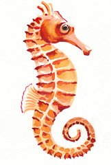 Watercolor seahorse © berdsigns